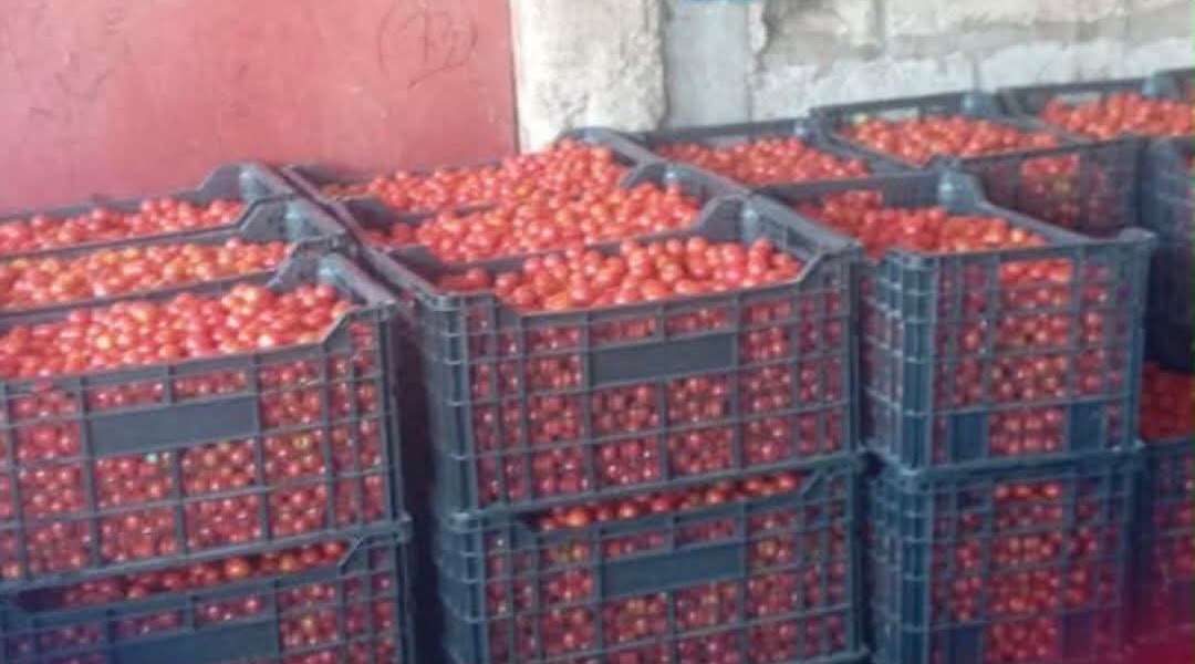 بعد وصول سعر الكيلوغرام إلى 5000 أوقية.. مصادرة 4.7 طن من الطماطم في نواكشوط